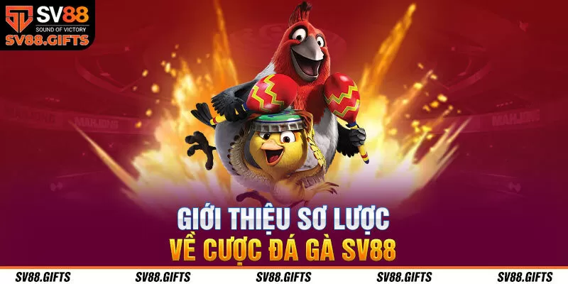 Giới thiệu sơ lược về cược đ&aacute; g&agrave; SV88